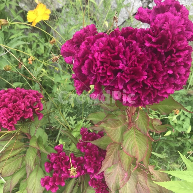 plant,식물,꽃,flower,맨드라미,식물,자연,plants,nature,꽃,flower