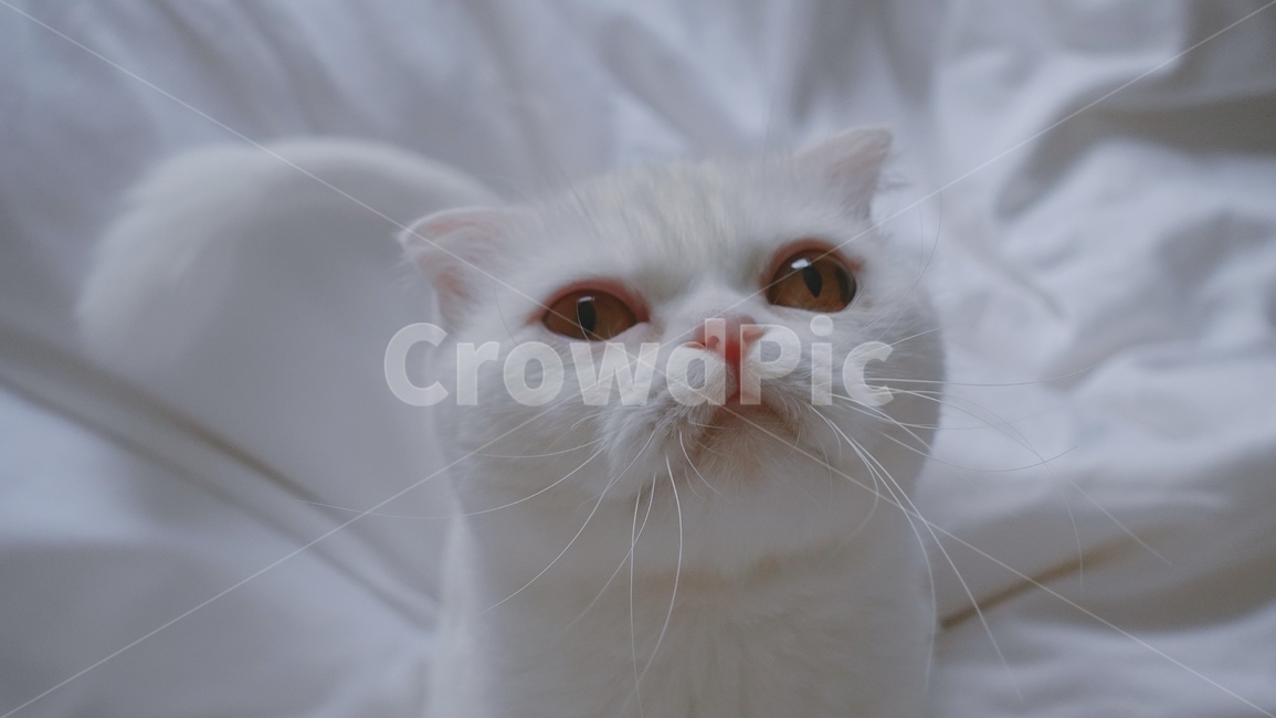 고양이,스코티쉬폴드,cat,감성사진,야옹이,동물,animal,포유류,mammal,고양이,cat,kitten,kitty