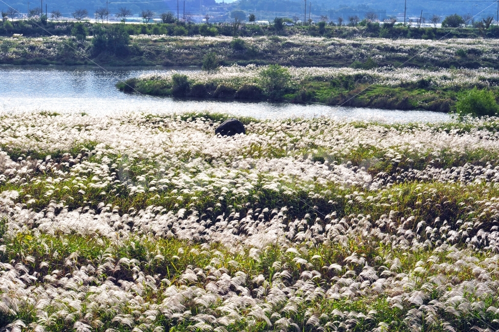 광주광역시,서창,억새,가을,아침풍경,풍경사진,가을,계절,fall,autumn,season,자연,풍경,nature,landscape,한국자연풍경,한국자연경관,korea nature landscape
