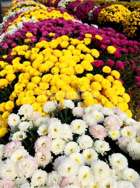 꽃밭,꽃송이,국화꽃,꽃다발,꽃잎,식물,자연,plants,nature,꽃,flower