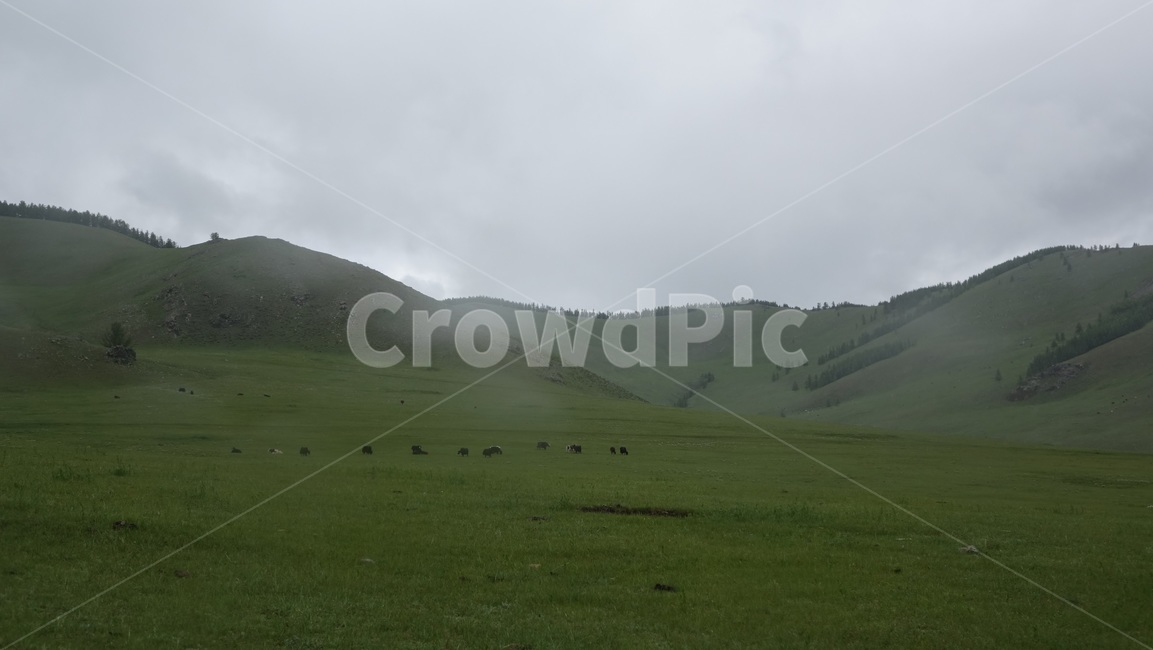 자연,풀밭,들판,nature,grass,field,green,초록,hill,언덕,안개,fog,몽골,초원