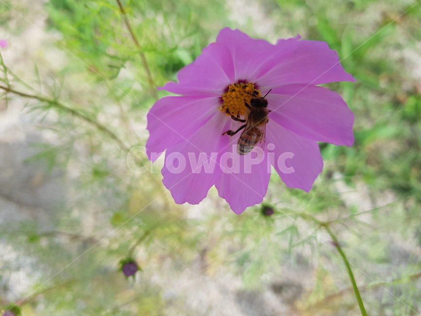 가을,코스모스,벌,자연,cosmos,꽃,가을,계절,fall,autumn,season,식물,자연,plants,nature,꽃,flower,동물,animal,곤충,벌레,insect,bug,plant,geranium,제라늄,blossom,bee,invertebrate,무척추 동물,honey bee,꿀벌