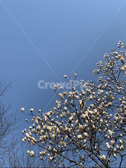 꽃,봄,하늘,자연,flower,spring,sky,nature,목련,magnolia