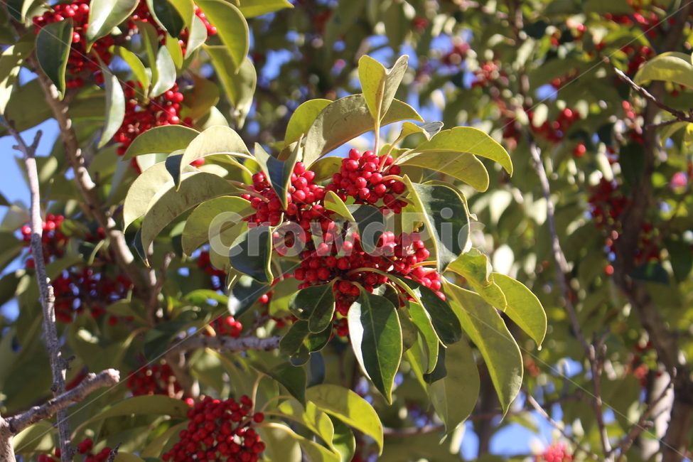 plant,식물,fruit,과일,food,음식,나무,열매
