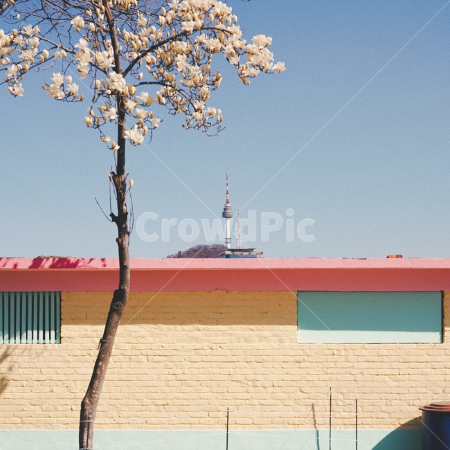 목련,봄,봄꽃,남산타워,감성사진,서울,spring,seoul,city