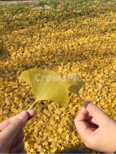 낙엽,가을,은행잎,노란색,fall,ginkgoleaves