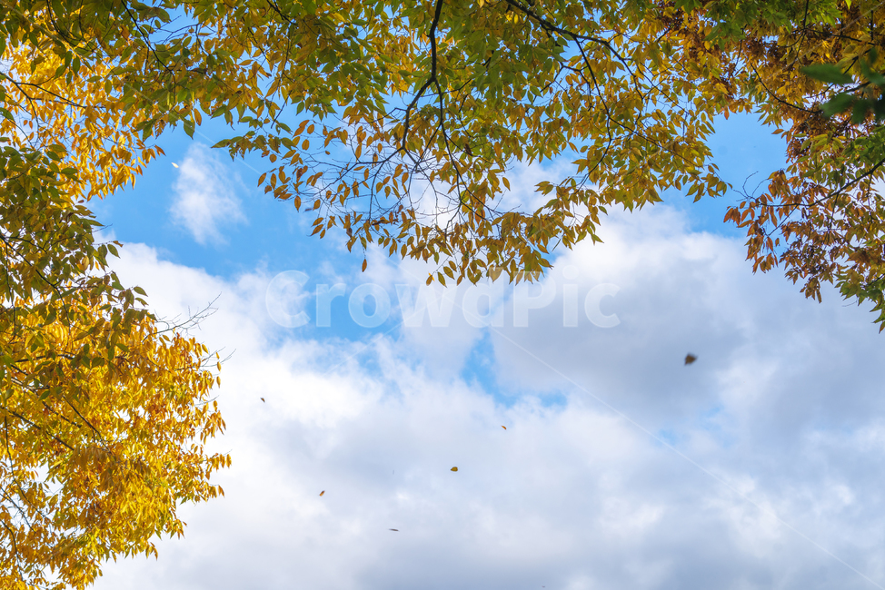 가을,냑엽,자연,풍경,하늘,가을,계절,fall,autumn,season,자연,풍경,nature,landscape,tree,나무,plant,식물,leaf,잎