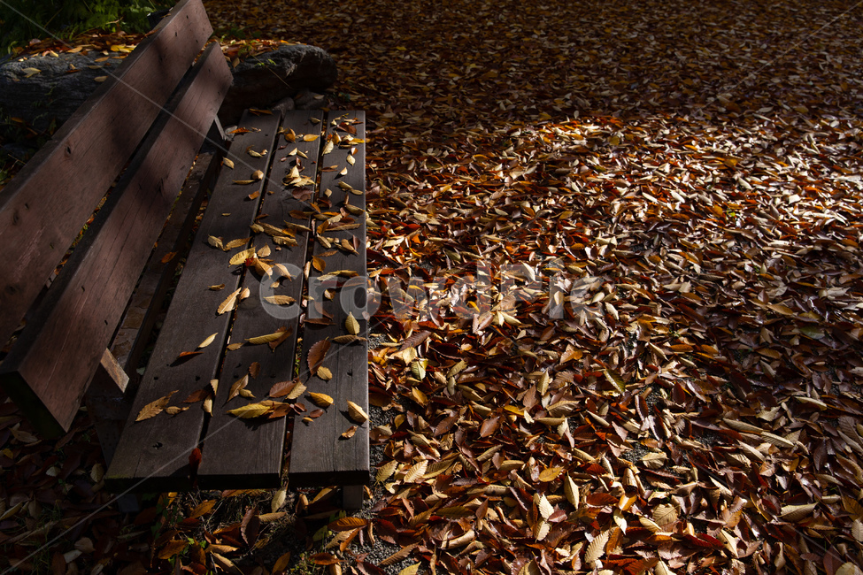 가을,낙엽,단풍,작별,아침햇살,가을,계절,fall,autumn,season,ground,바닥