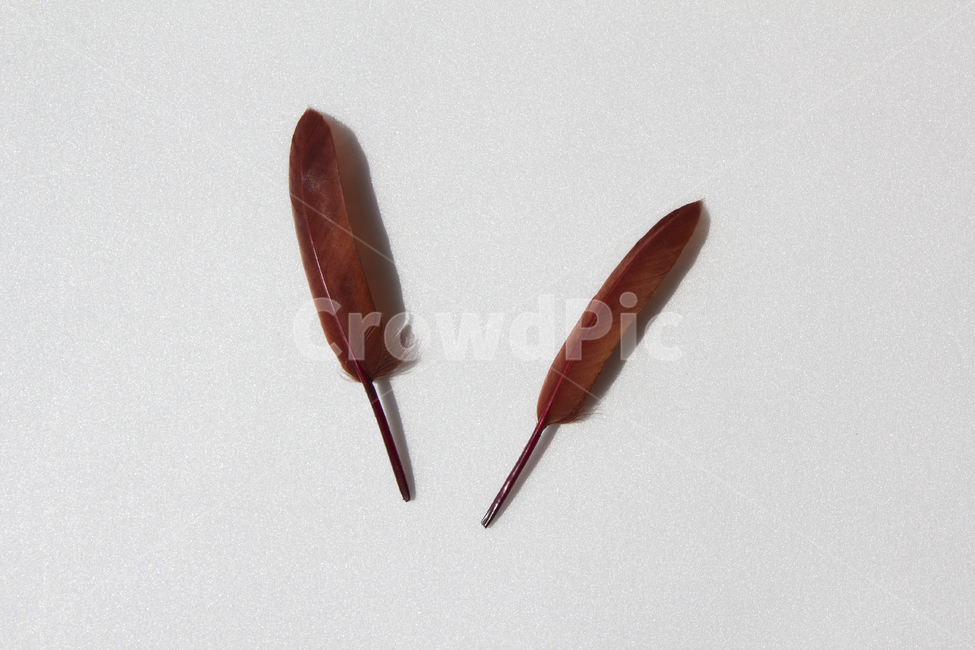 깃털,누끼,클로즈업,탑,탑뷰,탑앵글,붉은색,레드,흰배경,털,새털,붉은,빨강,적색,깃,펜,정물,사물,물건