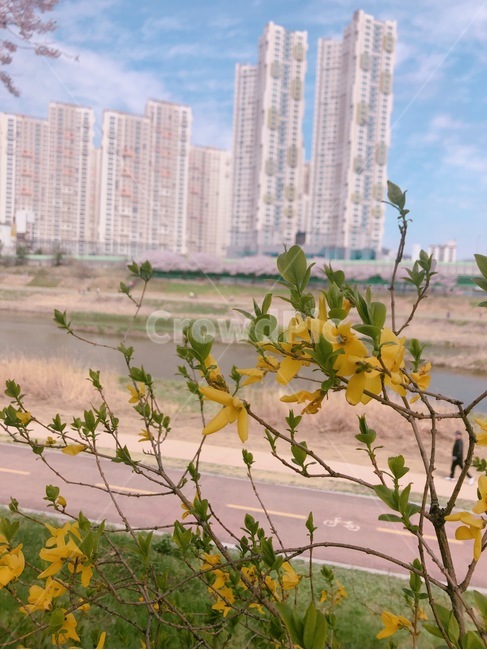 개나리,꽃,봄,평화로운,편안한,힐링,여유,자연,풍경,계절,spring,pink,cherryblossom,flower,tree,nature,rest,relaxation,healing