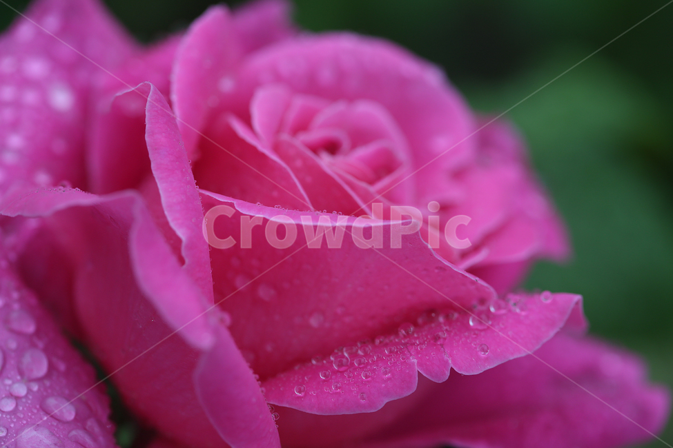 빗방울,물방울,raindrop,waterdrop,장미,꽃,rose,flower,식물,자연,plants,nature,꽃,flower