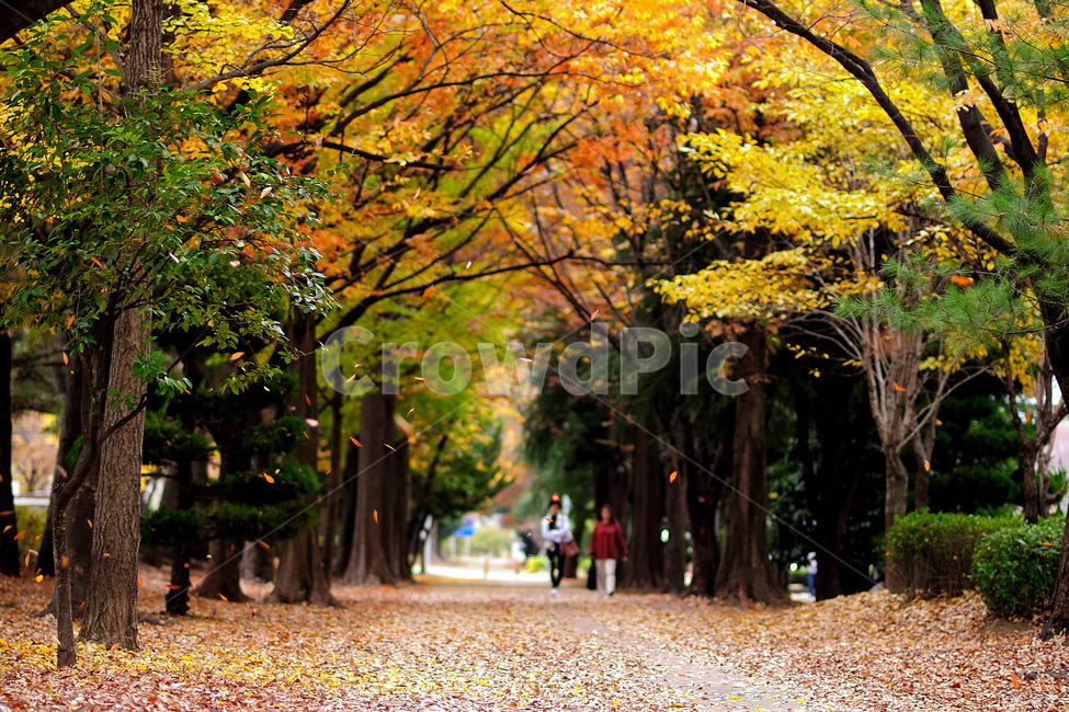 가을,단풍,산책,낙옆,터널,가을,계절,fall,autumn,season,자연,풍경,nature,landscape,plant,식물,tree,나무,road,도로,gravel,자갈,dirt road,흙길