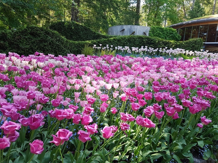 숲속,나무,가든,정원,꽃,봄,여름,자연,풍경,nature,landscape,식물,plants,꽃,flower,plant
