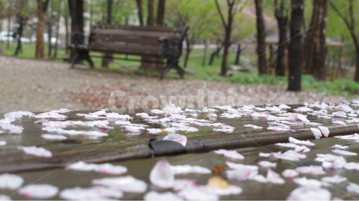 벚꽃,비,벤치,flower,rainy,꽃잎,봄,계절,spring,season,꽃,flower,furniture,가구,plant,식물