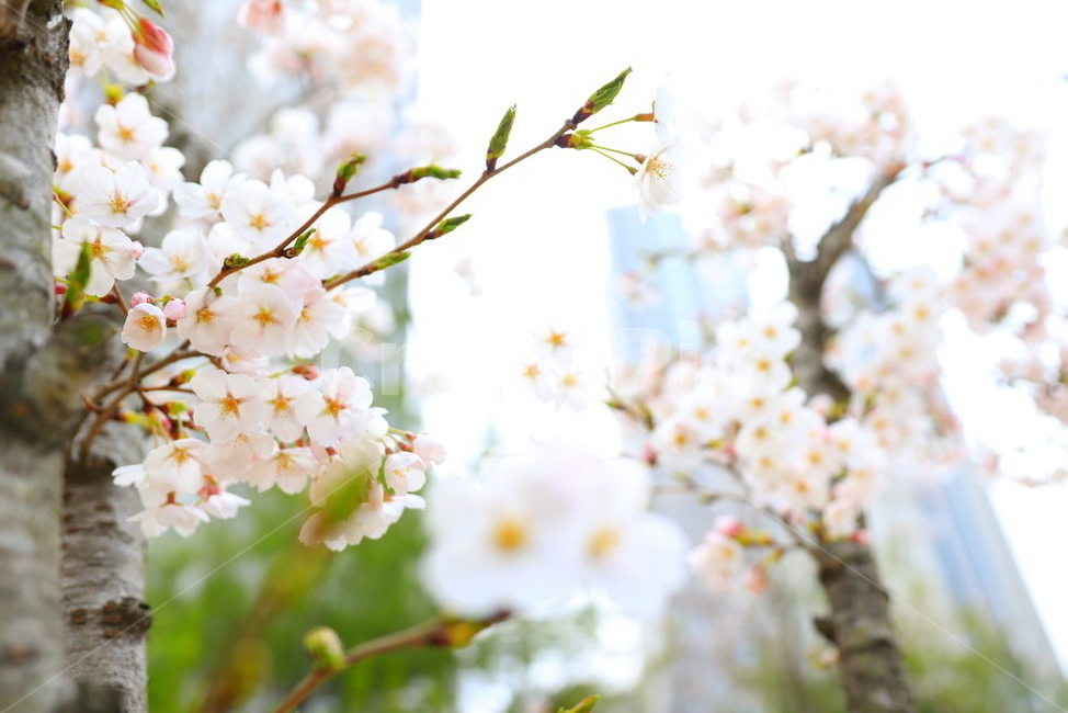 꽃,벚꽃,봄,따뜻함,봄꽃,빛,봄,계절,spring,season,꽃,flower,plant,식물,blossom