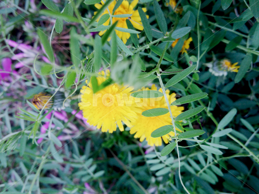 민들레,노란민들레,dandelion,yellowdandelion,꽃,flower,yellowflower,노란꽃,식물,자연,plants,nature,꽃,flower