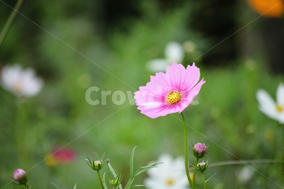 코스모스,꽃,식물,flower,가을,식물,자연,plants,nature,꽃,flower