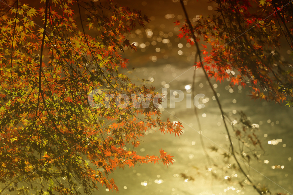 가을,자연,낙엽,풍경,단풍,가을,계절,fall,autumn,season,감성,sensible,feeling,leaf,잎,plant,식물,tree,나무,maple