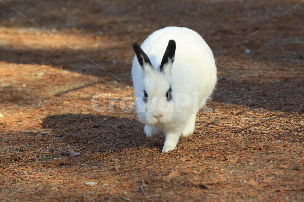 포유류,토끼,동물,animal,bunny,동물,animal,포유류,mammal