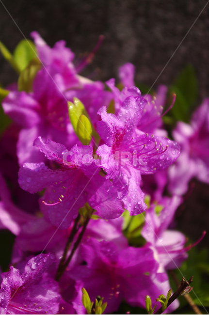 꽃,식물,flower,plant,철쭉