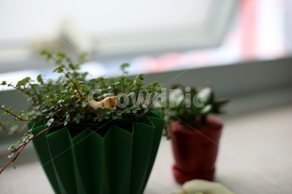 화분,녹색,잔디,창가,flowerpot,green,식물,자연,plants,nature,실내용화초,화분,화초,house plant