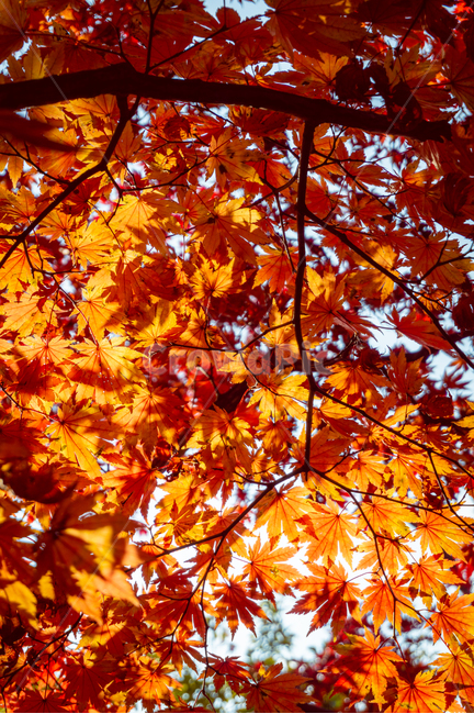 단풍,가을,산,풍경,나무,식물,가을,계절,fall,autumn,season,leaf,잎,plant,tree,maple