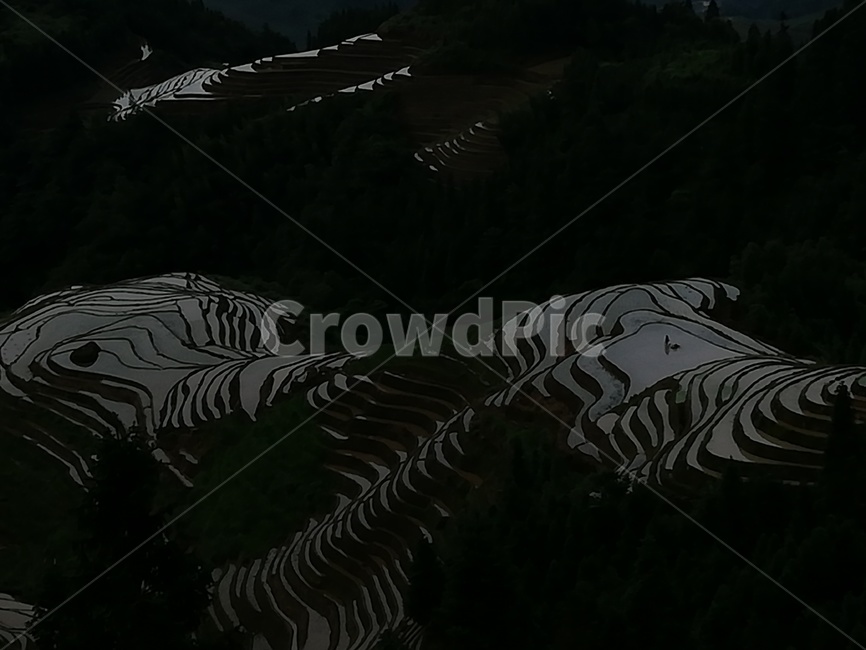 음영,다락논,계림,다락논저녁,다락논새벽,자연,풍경,nature,landscape,농업,농사,agriculture,farming,farming industry,animal,동물,dinosaur,공룡,outdoors,옥외,경치,scenery