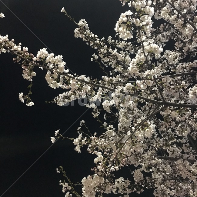 벚꽃,야경,밤벚꽃,봄,꽃,분홍,배경,계절,밤,풍경,식물,자연,나무,spring,season,nightscape,night,landscape,plants,nature,flower