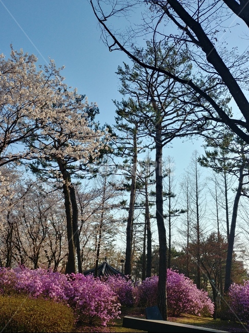 plant,식물,tree,나무,봄,꽃,flower