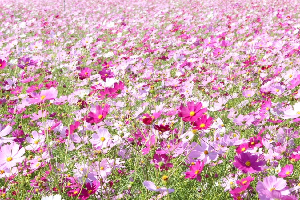 꽃,식물,코스모스,알록달록,분홍색,자주색,잎,줄기,초록,초록색,가을,풍경,야외,소풍,나들이,햇빛,햇살,식물,자연,plants,nature,가을,계절,fall,autumn,season,꽃,flower,blossom,petal,꽃잎,plant