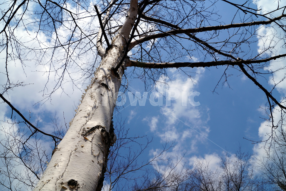 나무,나뭇가지,하늘,구름,겨울,자연,식물,나무줄기,trees,branches,sky,clouds,winter,nature,plants,treetrunks