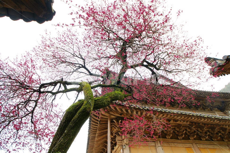 홍매화,화엄사,봄,매화,구례,봄,계절,spring,season,한국전통,한국문화,korean traditional,korean culture,건축물,건물외관,exterior,building,structure,architecture,construction,plant,식물