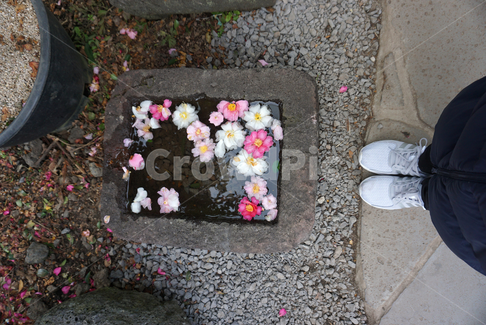 카멜리아힐,제주카멜리아힐,camelliahill,garden,flowers,꽃,풍경,제주,꽃,flower