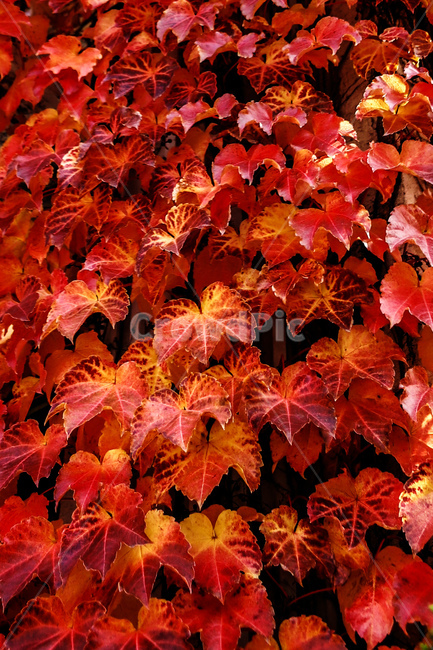 가을,나무,담쟁이,넝쿨,붉은색,가을,계절,fall,autumn,season,leaf,잎,plant,식물,tree,maple,단풍