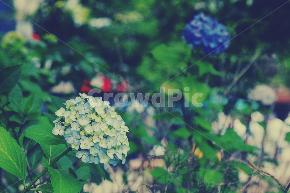 꽃,수국,flower,hydrangea,여름,summer,식물,자연,plants,nature,꽃,flower,감성,sensible,feeling
