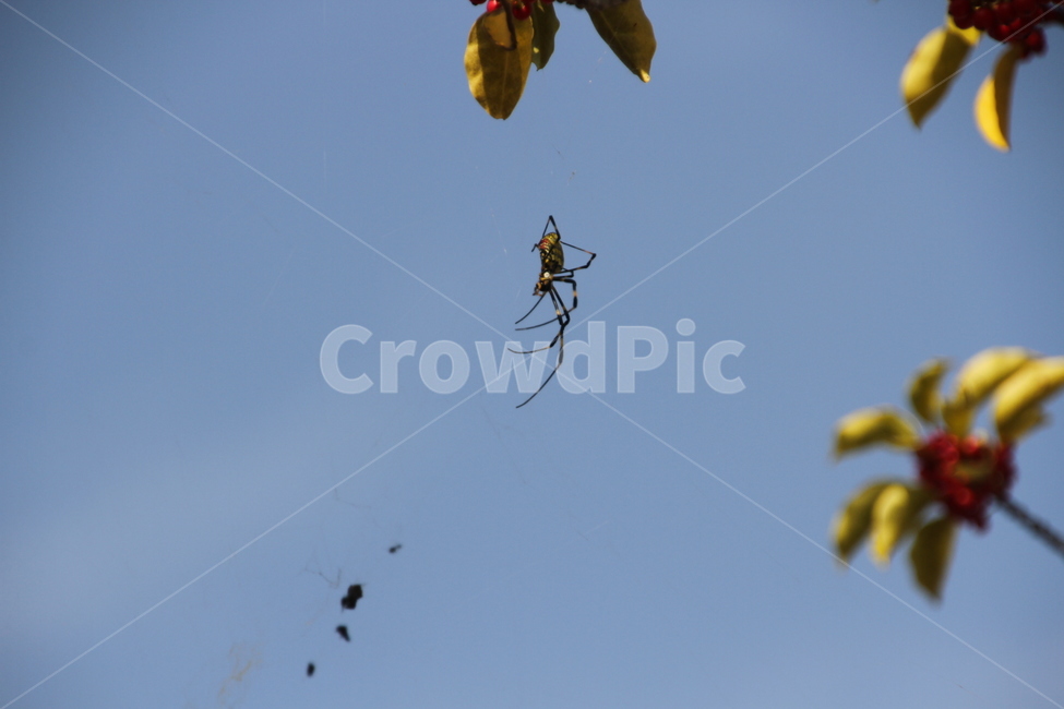 거미,자연,하늘,곤충,spider,nature,sky