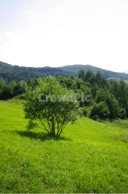 구름,식물,풍경,하늘,초록,여름,자연,nature,들,목초지,자연,풍경,nature,landscape
