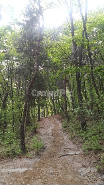 길,방향,푸른,산,내길,자연,풍경,nature,landscape,path,통로