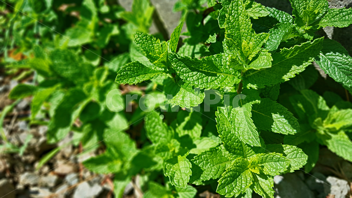 허브,herbs,민트,mint,식물,plant,페퍼민트,식물,자연,plants,nature