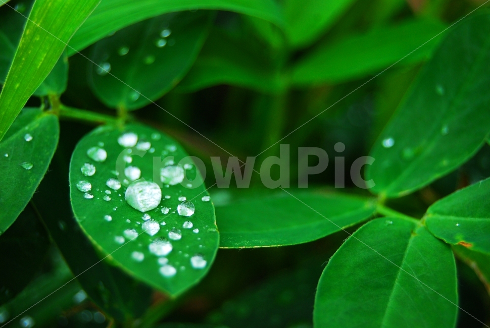 초록색,풀잎,이슬,비온뒤,물방울,식물,자연,plants,nature