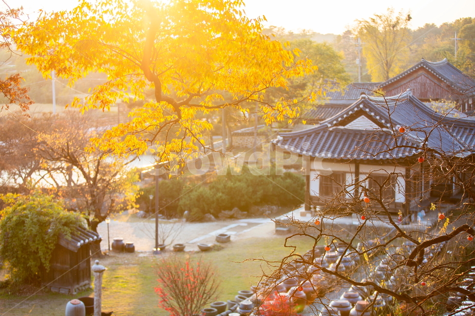 자연,풍경,고택,명제고택,가을,단풍,가을,계절,fall,autumn,season,한국전통,한국문화,korean traditional,korean culture,감성,sensible,feeling,건축물,건물외관,exterior,building,structure,architecture,construction,tree,나무,plant,식물