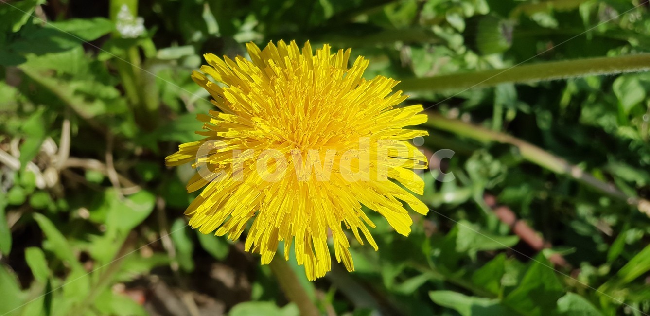 꽃,풀,자연,꽃잎,식물,잎,싱그러움,화사함,생화,식물,자연,plants,nature,꽃,flower