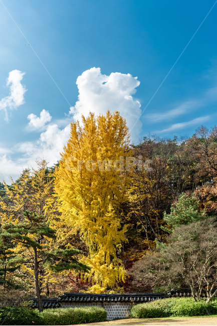 현충사,가을,풍경,단풍,구름,감성,은행나무,가을,계절,fall,autumn,season,자연,풍경,nature,landscape,한국자연풍경,한국자연경관,korea nature landscape,한국전통,한국문화,korean traditional,korean culture,식물,plants,나무,trees,wood,plant,tree,conifer,구과 식물