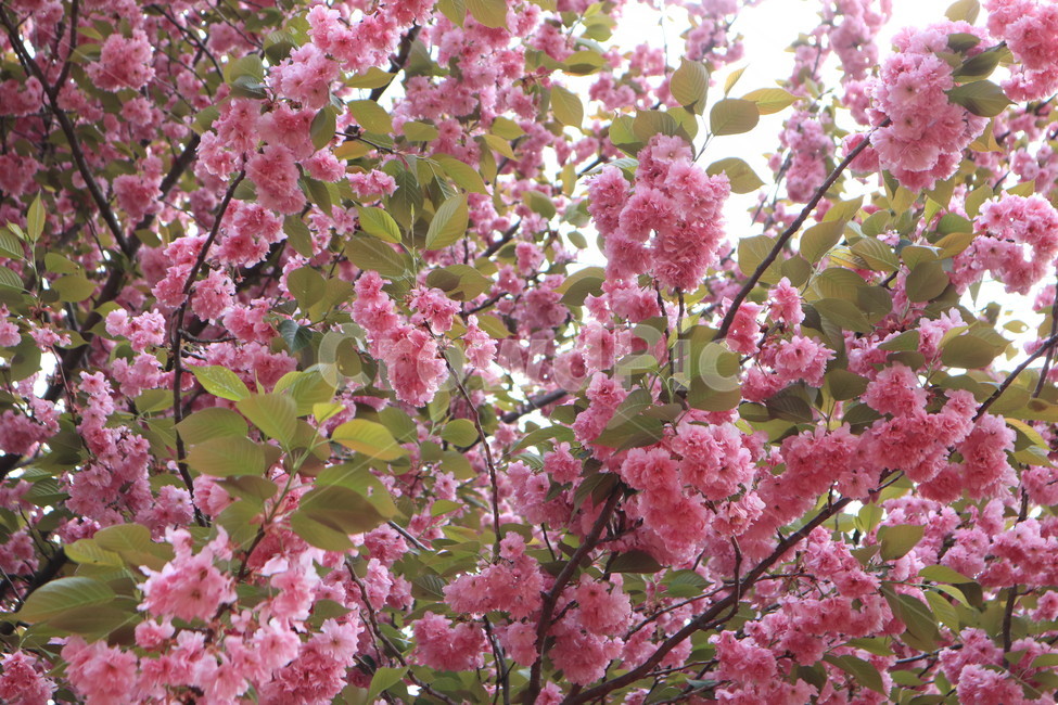 겹벚꽃,꽃,벚꽃,분홍색,봄,자연,식물,spring,pink,flower