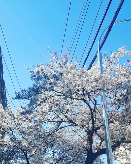 하늘,벚꽃,가로수,파랑,봄,벚나무,sky,spring,flower,blue