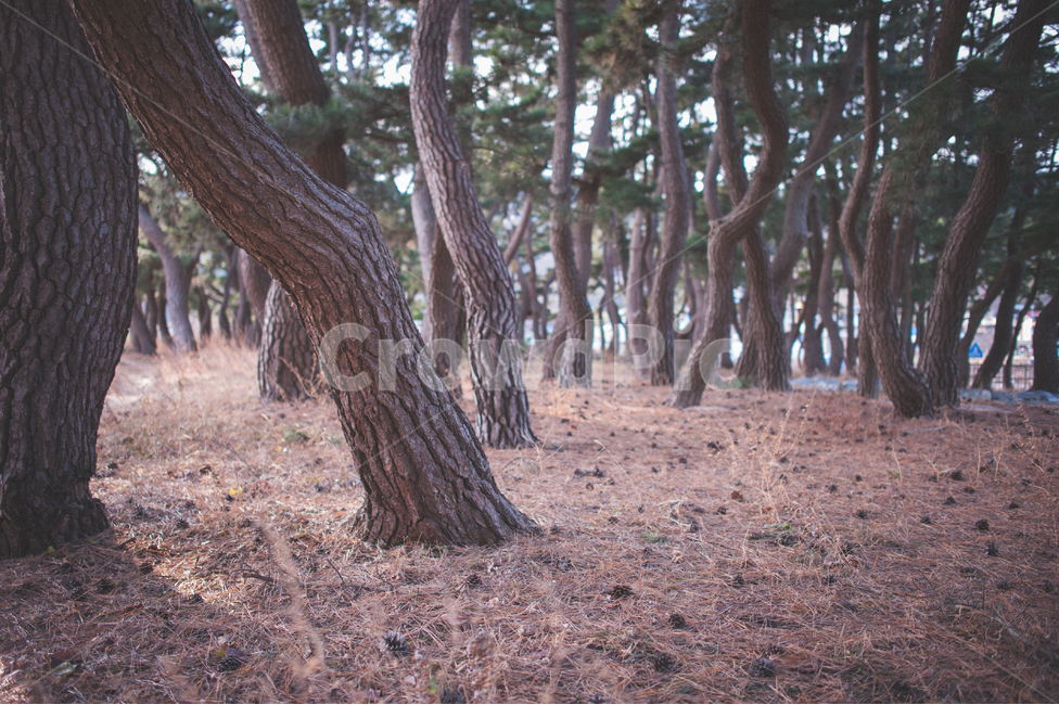 소나무,나무,숲,소나무숲,그림자,풍경,자연,식물,대한민국,인천,가을,pinetree,pineforest,autumn,wood,자연,풍경,nature,landscape,tree,plant,ground,바닥,tree trunk,나무 줄기