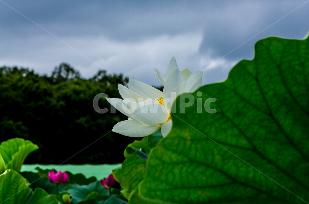 꽃,연잎,연꽃,문양,무늬,습지,식물,자연,plants,nature,꽃,flower