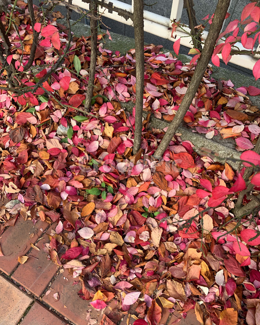 잎,plant,식물,나무,leaf,낙엽,가을,계절,fall,autumn,season