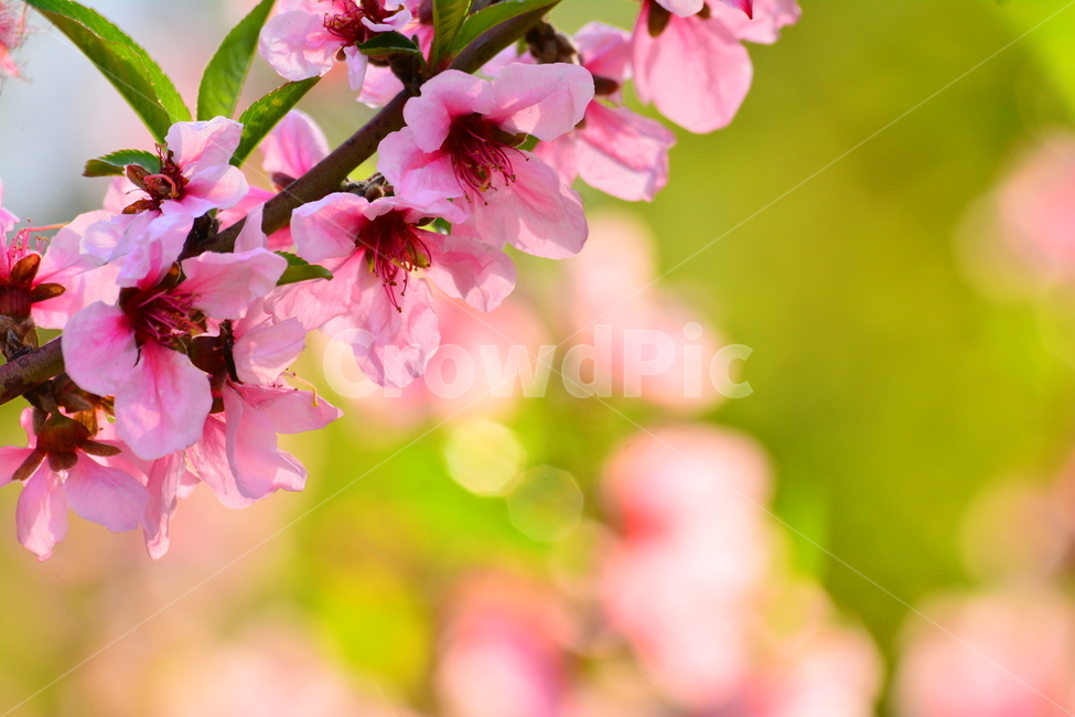 복숭아꽃,과수원,분홍색꽃,핑크색,나무꽃,봄꽃,봄이미지,식물,꽃,분홍색,접사,마크로,클로즈업,그린,녹색,flowers,pink,분위기,plants,beautiful,느낌,감성,과일나무,유실수,봄,계절,spring,season,식물,자연,plants,nature,꽃,flower,plant