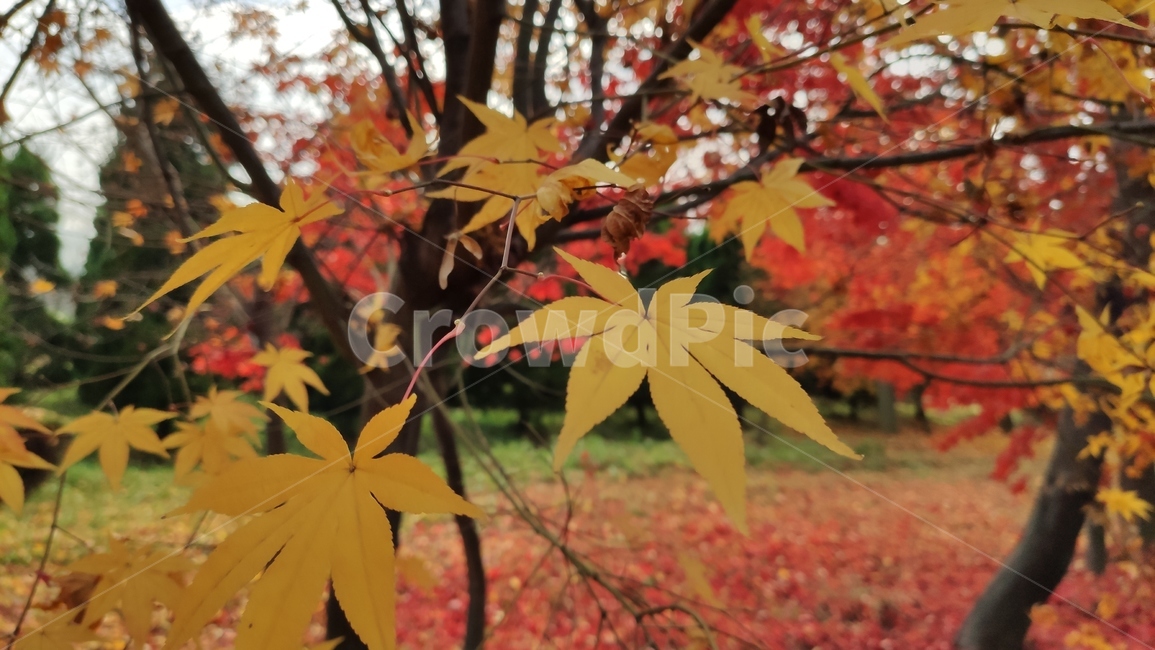 엽록소,애기단풍,가을단풍,가을,plant,식물,leaf,잎,tree,나무,maple,단풍,가을,계절,fall,autumn,season,식물,자연,plants,nature,나무,trees,wood